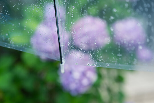 傘　雨　紫陽花