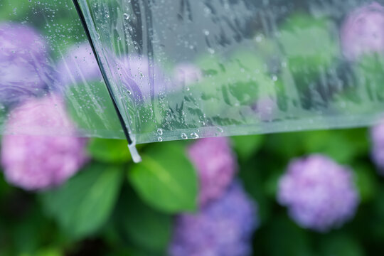 傘　雨　紫陽花
