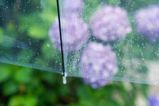 傘　雨　紫陽花