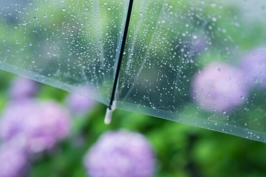 傘　雨　紫陽花