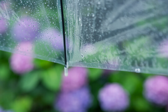 傘　雨　紫陽花
