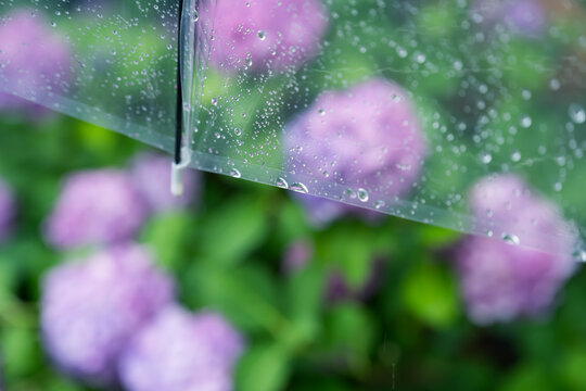 傘　雨　紫陽花