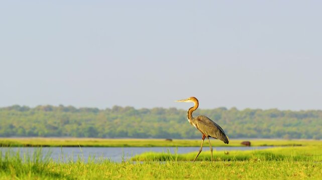 A wide angle view of a Purple heron, Ardea purpurea, walking in grass at Chobe National Park, Botswana, South Africa 