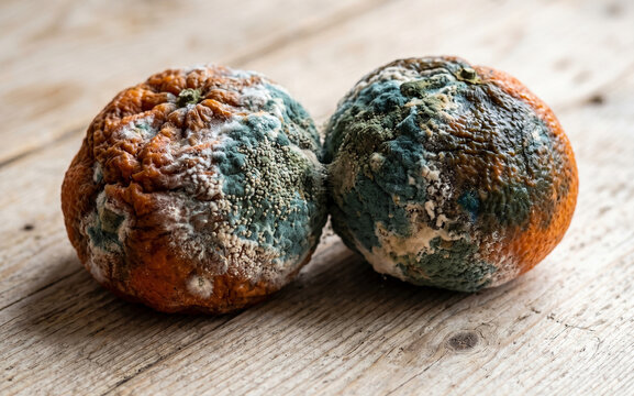 Decomposing oranges covered with mold (Penicillium)