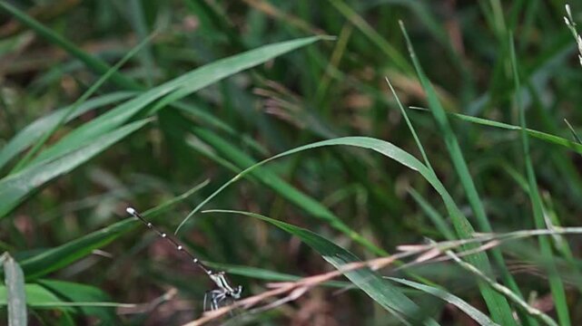 Close-up of a dragonfly taking off from a green leaf in super slow motion