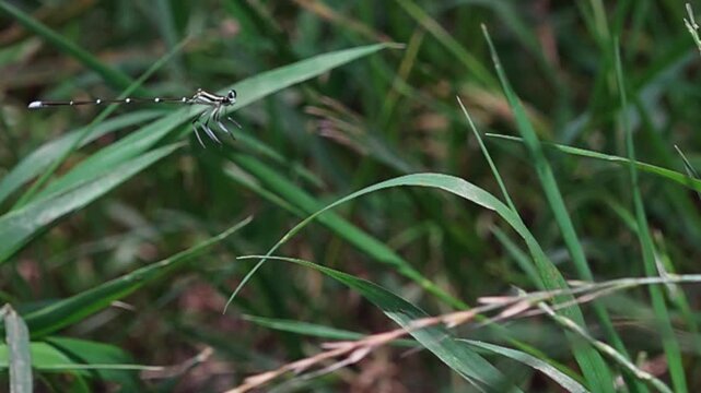 A dragonfly flying in and landing on a green leaf in super slow motion