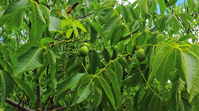 Green walnut tree branches with unripe walnuts and leaves  