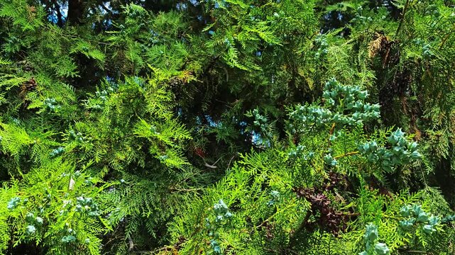 Lush green foliage of cedar tree in bright sunlight  