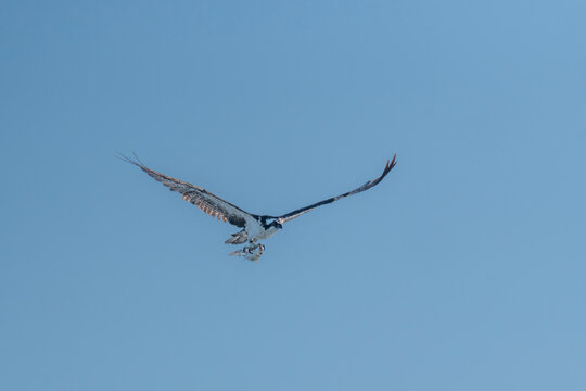 Osprey Soaring with Fish Catch Under Wide Blue Sky