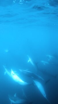 Slow motion video of a pod of common dolphins swimming through deep blue ocean water off the east coast of Australia.