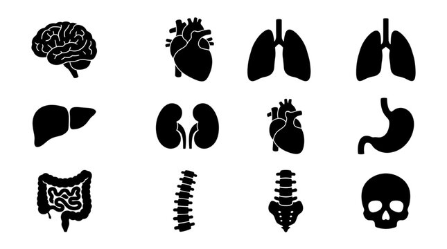 A highly detailed silhouette vector icon set of 9 human organs including brain, heart, lungs, liver, kidneys, stomach, intestines, spine, and skull, symmetrical anatomical balance, sharp clean 