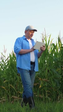 senior farmer walking along corn field rubber boots, farmer walking across field rubber boots, agriculture concept, corn production, growing corn store, selling products, farm business growing crops