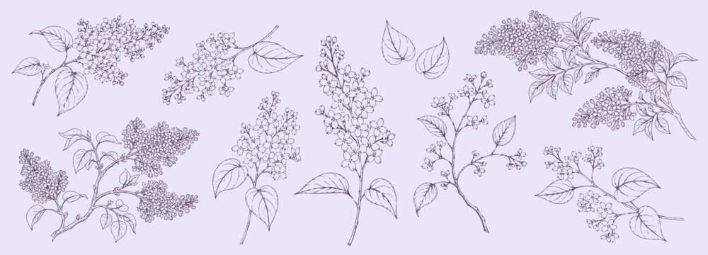 Blooming lilac flowers, leaves and brunches, detailed ink illustration, botanic floral elements, vector file