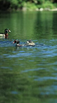 Angry Mother Wood Duck Protects Ducklings from Aggressive Male