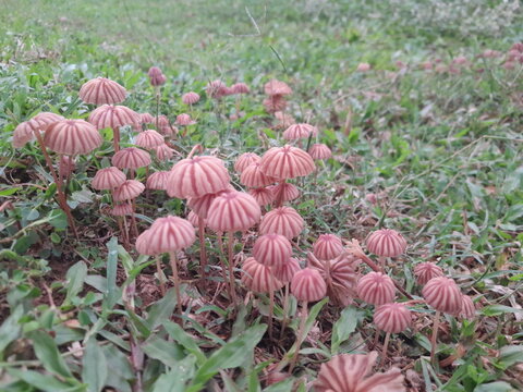 Marasmius siccus tropical mushrooms, and green grass isolated background. Beautiful small mushrooms on soil in village nature.  