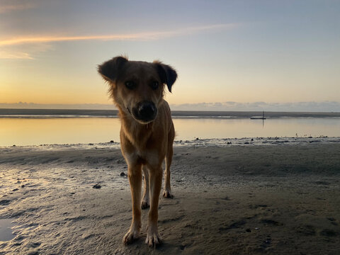 Cachorro na praia