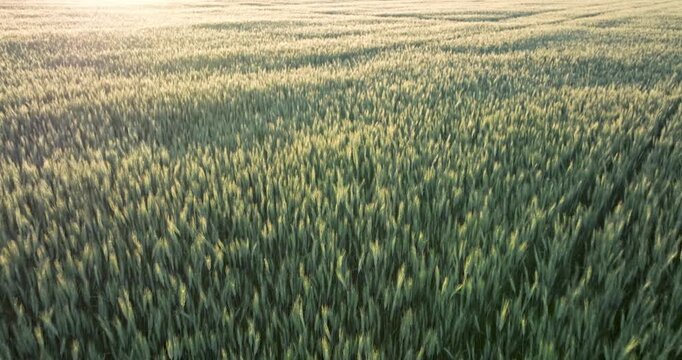 Close-up of wheat stalks swaying gently in the breeze