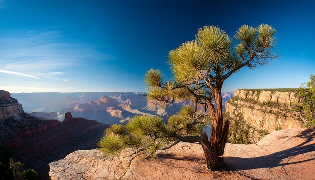 A Pinyon Pine At The North Rim Of The Grand Canyon Arizona