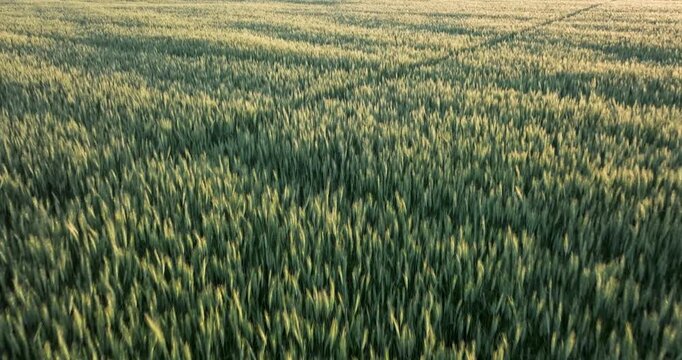 Lush green wheat field extends to the horizon from above