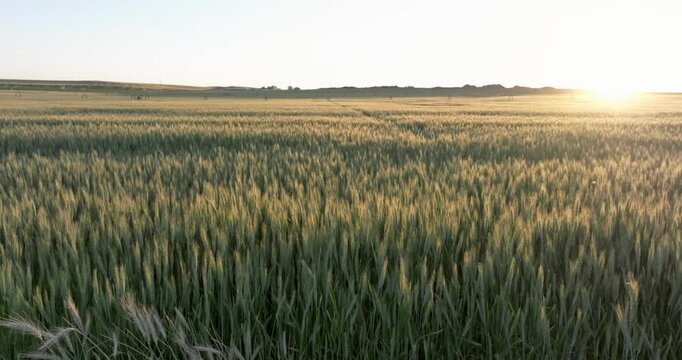 Golden hour light illuminates the wheat field