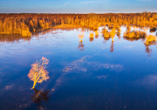 Aerial view of Soomaa National Park during the spring flood, with golden sunlight illuminating the trees and their reflections in the calm blue water in Riisa, Parnu County, Estonia.