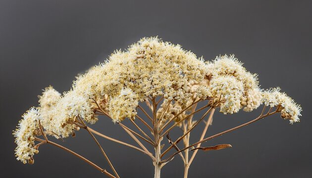 Dried Meadowsweet Flower Cluster With Off White Florets And Thin Dry Stems On Transparent Background