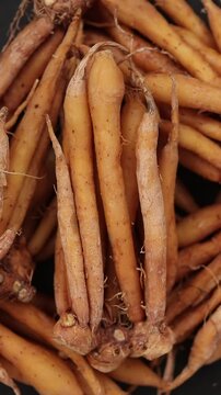 Pile of fresh raw fingerroot roots slowly rotating, traditional Thai herb.