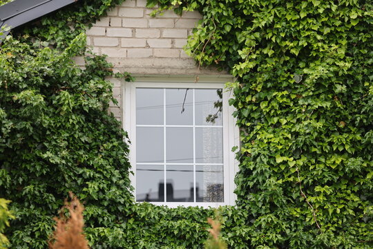 White window frame on brick house wall covered with climbing green ivy. Exterior architecture of historic building with natural leaf decoration. Summer garden cottage facade design.