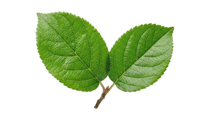 Fototapeta premium Two vibrant green leaves on a small brown stem against a white background