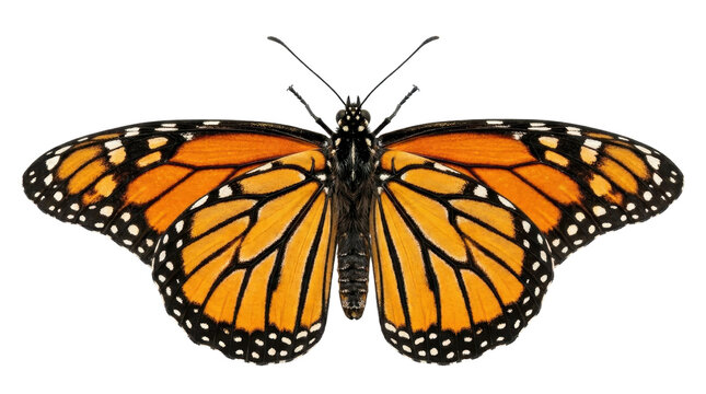 A vibrant orange monarch butterfly spreads its wings on a white background