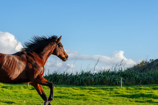 Brown Horse Galloping on Green Grass Pasture