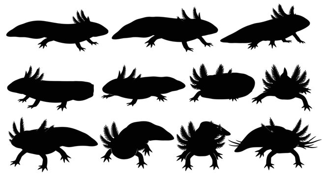 A collection of various axolotl silhouettes are displayed in different poses on a plain surface for reference.
