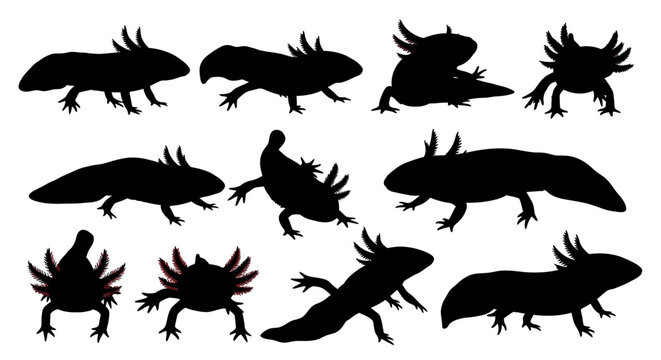 Image of image  multiple black silhouettes of  and concept illustrated  frogs and toads with some with  legged swampy texture on white background