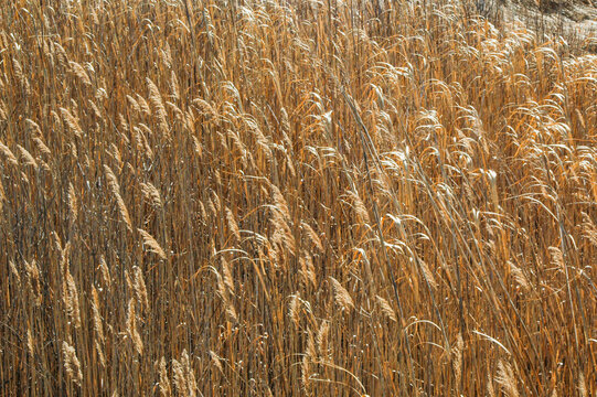 Invasive phragmites grasses in a winter marsh at a wildlife refuge