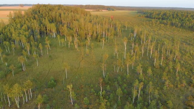 High angle panoramic view of an expansive Baltic forest and peat bog ecosystem at dawn or dusk. The low, warm sunlight of the golden hour illuminates the green and early autumn foliage of the scattere