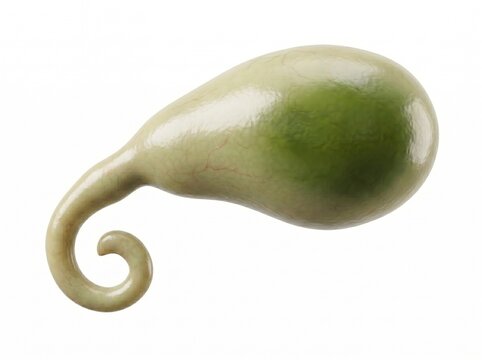 Ultra-detailed human gallbladder exterior standalone 3d render white showing human gallbladder, gallbladder anatomy and cystic duct. Completely label-free and commercially clean. Studio quality.