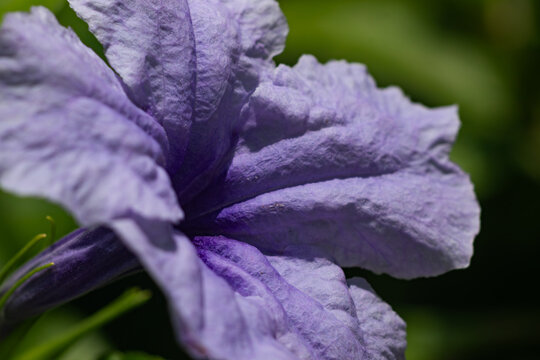 Extreme macro shot detailing the delicate wrinkled texture and veins of a vibrant purple ruellia flower petal