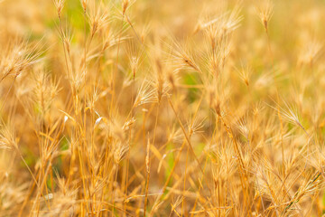 Obraz premium Close-up of golden wheat stalks with awns in sunlit dry field, warm tones and blurred background. 