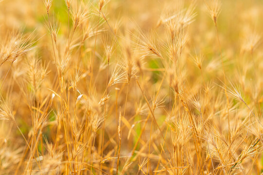 Close-up of golden wheat stalks with awns in sunlit dry field, warm tones and blurred background.
