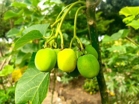 physic nut (Jatropha curcas), known for the potential of its seeds as a source of biofuel (biodiesel)