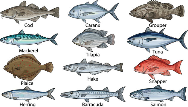Commercial saltwater and freshwater fish vector set featuring realistic illustrations of cod mackerel tuna salmon snapper and various seafood species,