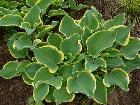 庭に植えた斑入りのギボウシ　