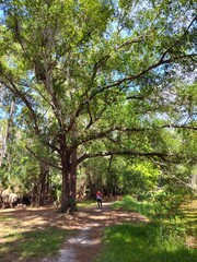Fototapeta premium John Chesnut Sr park close to Lake Tarpon. Lake Tarpon is the largest freshwater lake in the Tampa Bay area, covering over 2,500 acres. Located in Pinellas County near Tarpon Springs and Palm Harbor
