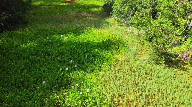 John Chesnut Sr park close to Lake Tarpon. Lake Tarpon is the largest freshwater lake in the Tampa Bay area, covering over 2,500 acres. Located in Pinellas County near Tarpon Springs and Palm Harbor