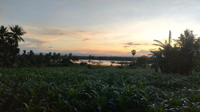 Flying Birds Over Cornfield Sunset