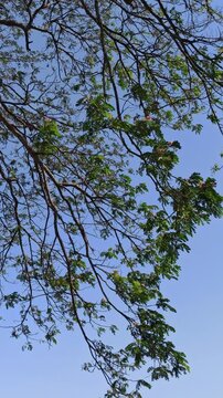 Strong branches of the rain tree (Samanea saman) extending naturally with lush green foliage in a tropical outdoor setting.