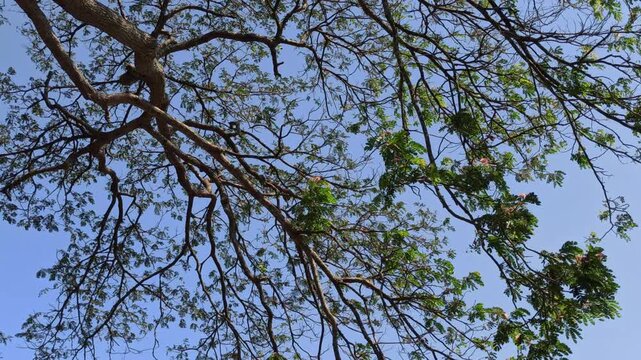 Strong branches of the rain tree (Samanea saman) extending naturally with lush green foliage in a tropical outdoor setting.
