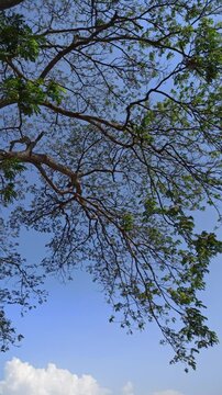 Strong branches of the rain tree (Samanea saman) extending naturally with lush green foliage in a tropical outdoor setting.