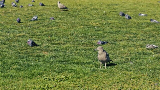Seagulls-Pigeons in grassy park in Sydney, Cape Breton, Canada 