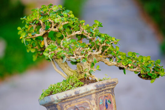 C&acirc;y cảnh bonsai mini